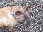 See more on Furgus