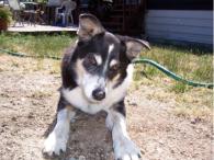 Jessie at Pawsitive Adventures