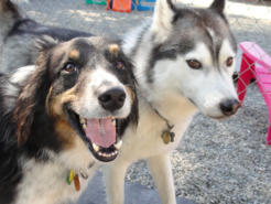 Pawsitive Adventures