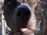 See more on Dozer