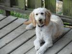 See more on Echo Doodle